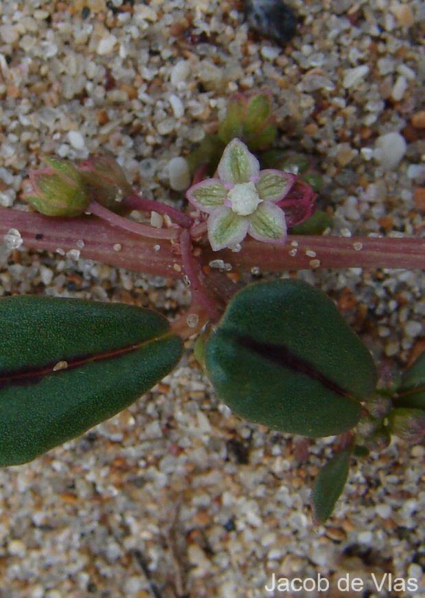 Gisekia pharnaceoides L.